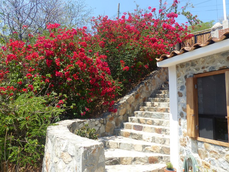 Bougainvillea in stairs