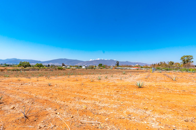 agave maguey production fields for mezcal production with espadin at 2 years maturity