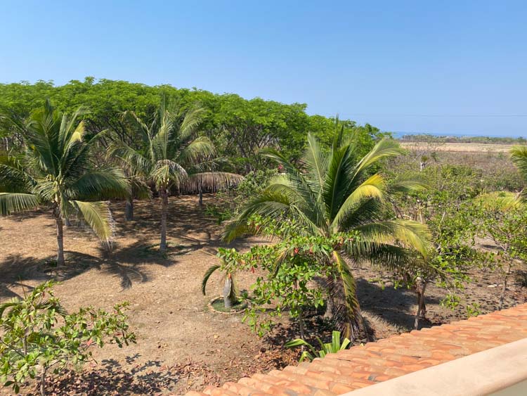 yard terreno with palm trees view from balcony of beach home