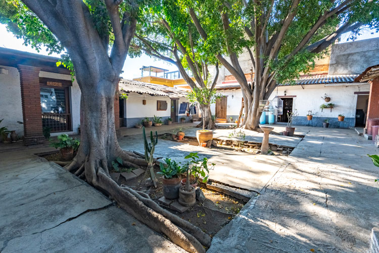 property garden with large trees